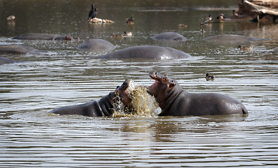 Image showing Hippopotami - rivals.