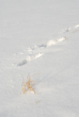 Image showing Footprints in the snow 