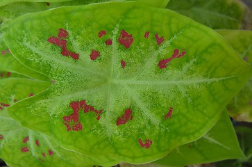 Image showing colourful leaf