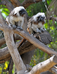 Image showing Monkeys on the branches 