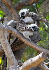 Image showing Monkeys on the branches 