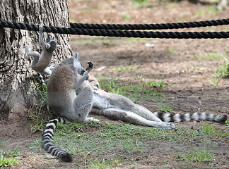 Image showing Lemurs