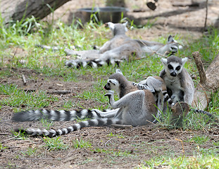 Image showing Lemurs