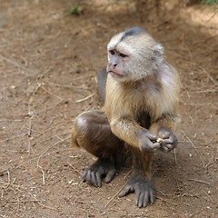 Image showing Monkey 