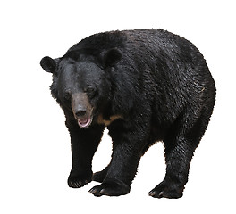 Image showing Bear