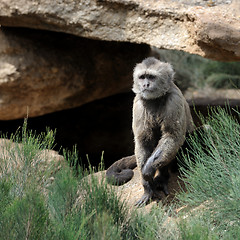 Image showing Monkey 