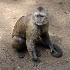 Image showing Monkey 