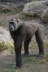 Image showing Gorilla