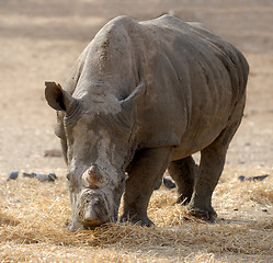 Image showing Rhinoceros 