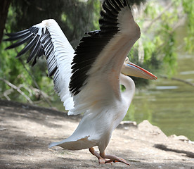 Image showing Pelican 