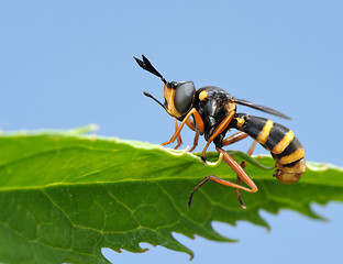 Image showing Fly on leaf 