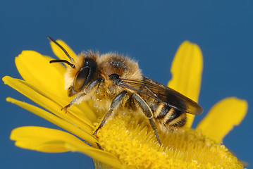 Image showing Yellow and blue 