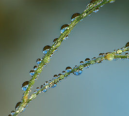 Image showing Drops on grass 