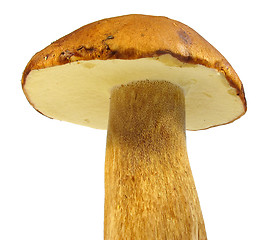 Image showing Boletus edulis