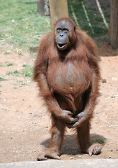 Image showing Orangutan 