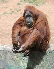 Image showing Orangutan 
