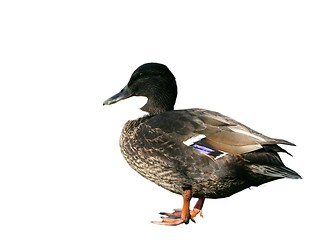 Image showing Duck-design element
