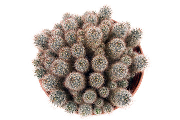 Image showing cactus