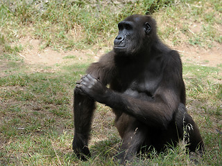 Image showing Gorilla