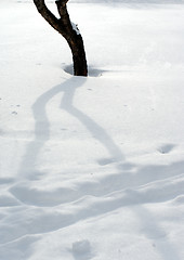 Image showing Snow and trees