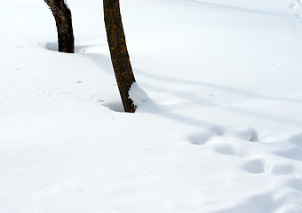 Image showing Snow and trees