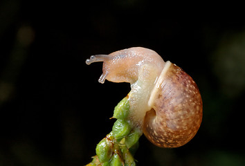 Image showing Snail on plant 