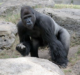 Image showing Gorilla