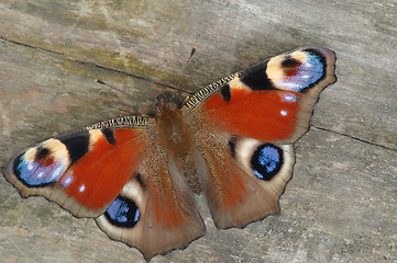 Image showing Butterfly peacock