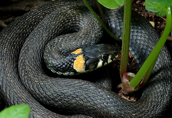 Image showing Grass-snake 