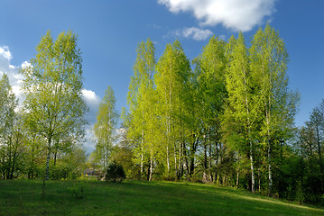 Image showing Rural landscape with birches 