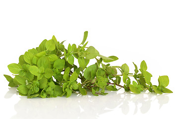 Image showing Oregano Herb Leaves