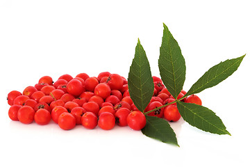 Image showing Rowan Berries