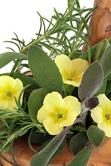 Image showing  Primrose Flowers and Herbs