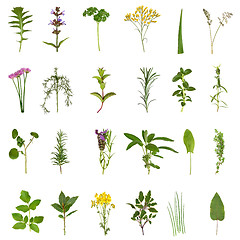 Image showing Herb Leaf and Flower Collection