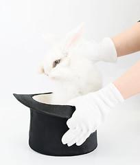 Image showing Magic Rabbit