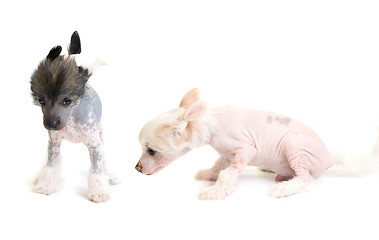 Image showing Chinese Crested puppy