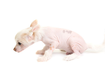 Image showing Chinese Crested puppy