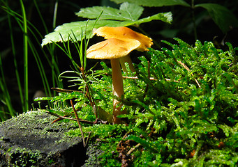 Image showing Yellow Mushroom