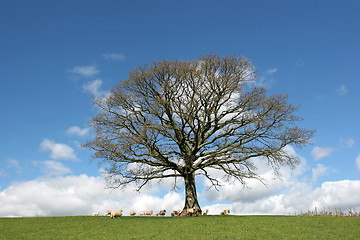 Image showing Oak Tree in Spring