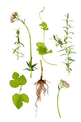 Image showing Valerian, Lavender and Hop Herbs