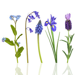 Image showing Spring Flowers in Blue
