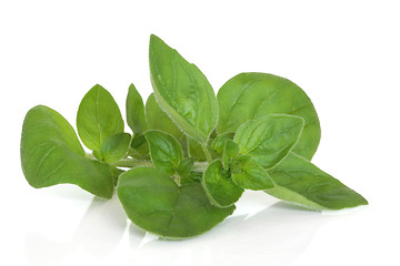 Image showing Marjoram Herb Leaves