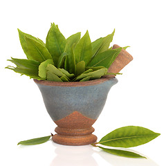 Image showing Bay Leaf Herb