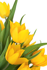 Image showing Yellow Tulip Flower Beauty