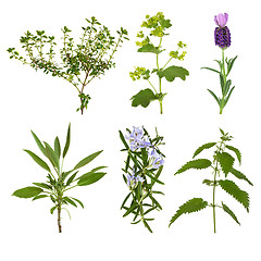 Image showing Herb Leaf Selection