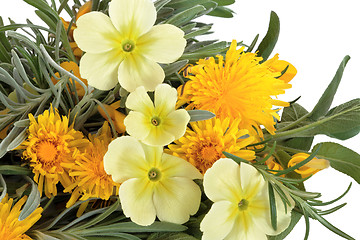 Image showing Wildflowers and Herbs