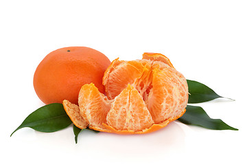 Image showing Tangerine Fruit