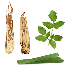 Image showing Angelica Herb Products