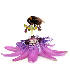 Image showing Passion Flower and Bumblebee