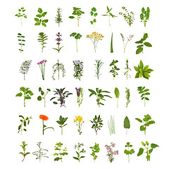 Image showing Large Herb Leaf and Flower Collection